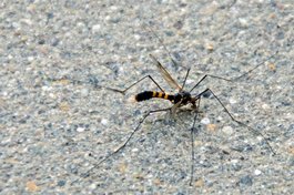 Gelbbindende Schnake image-63431