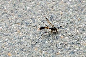 Gelbbindende Schnake image-89667