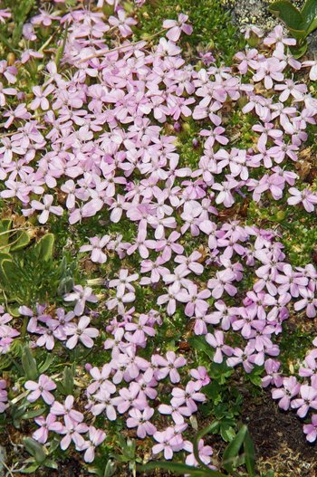 Blume-Leimkraut-Montafon-Versallspitze-Wiegensee-wg-2019-_20_-webbearb