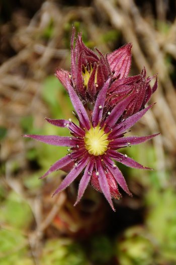 Pflanzen-Blumen-Berghauswurz-Montafon-Schruns-Hochhjoch-wg-2022-_365_-webbearb