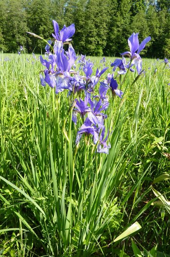 3500198-23-Schwertlilie-webbearb