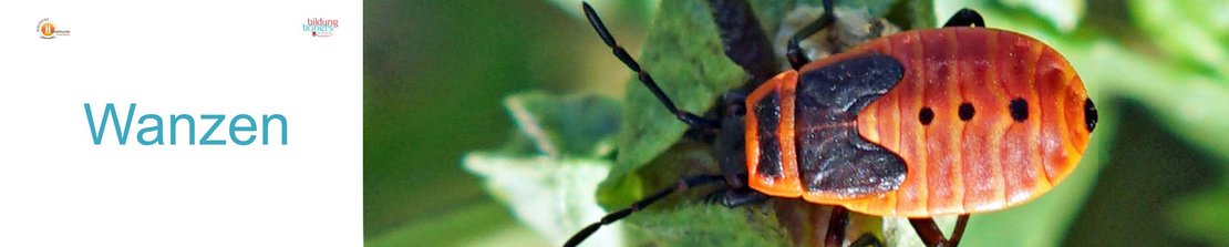 40a_Wanzen-Panorama-quer