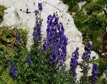 Blauer-Eisenhut-_7_-webbearb