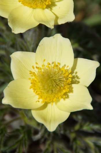 Blume-Alpenkuhschelle-Montafon-Versallspitze-Wiegensee-wg-2019-_38_-webbearb