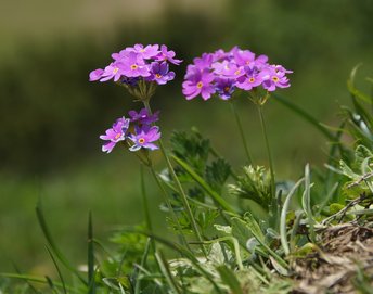 Blume-Mehlprimel-Freschen-wg-2021-_246_-webbearb