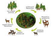 14. Wald und Wild image-54359