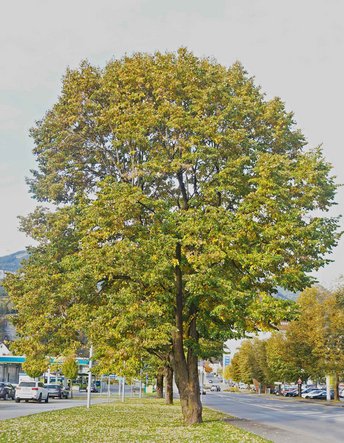 Linde-1-Baum