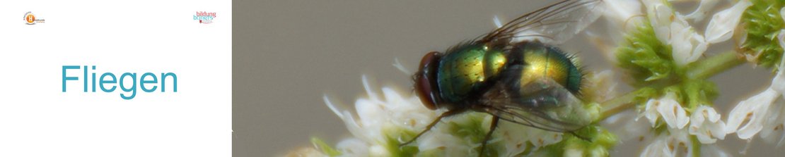 12a_Fliegen_Panorama-quer