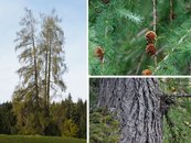 33. Lärche image-67954