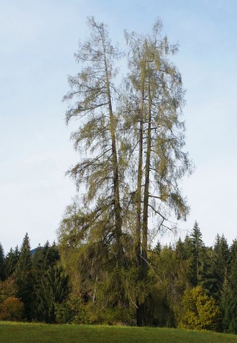 Laerche3-HWH-Baum