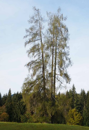 Laerche3-HWH-Baum