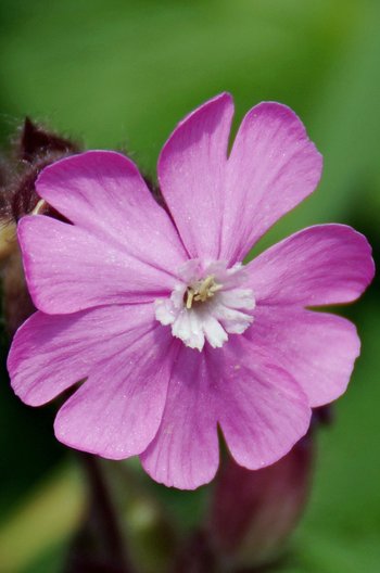 Pflanze-Blumen-Rote-Lichtnelke-Au-wg-2017-_8_-webbearb