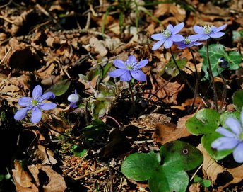 06a-Leberbluem-_3_-hd-webbearb