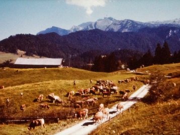 24. Alpwirtschaft (Bregenzerwald) image-12478