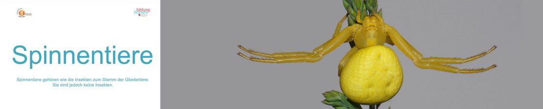 60a_Spinnentiere-Panorama-quer