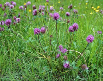 Klee-rot-Kleinwalsertal-2016-wg-_1_-webbearb
