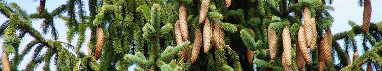 Layerslider-Fichte-Baumwipfelpfad-Baeume-Wald-Scheidegg-wg-2019-_16_-1920-x-360