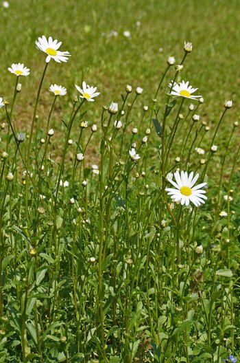 Margerite-DSC07501-webbearb