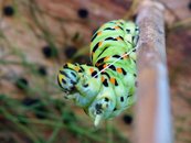 Anspinnen vor der Verpuppung (Gürtelpuppe) image-63323