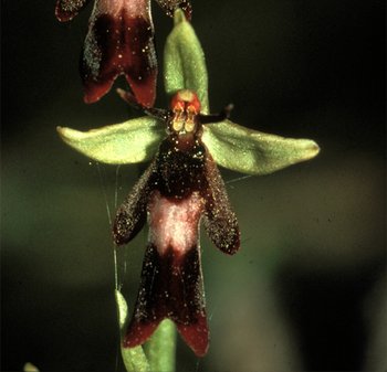 UHVf18_09-Fliegenragwurz-Ausschnitt-2-webbearb