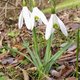 01. Schneeglöckchen image-74712