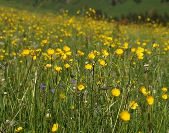 Blume-Hahnenfuss-Au-Rehmen-wg-2017-DSC05913-webbearb