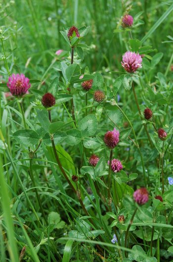 3500198-20-Rotklee-webbearb