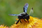 Blaue Holzbiene image-63399