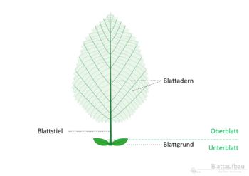 12d_Blattaufbau_Adern