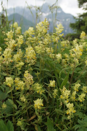 Blume-Klappertopf-Kleinwalsertal-Breitachklamm-wg-2018-_63_-webbearb