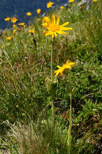 Pflanzen-Blumen-Arnika-Montafon-Schruns-Hochhjoch-wg-2022-_78_-webbearb