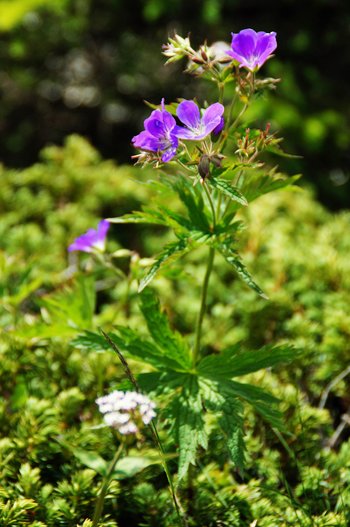 Storchschnabel-Wald-Freschen-DSC07791-webbearb