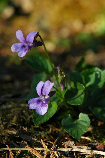 3500198-06-Veilchen-9_3-webbearb