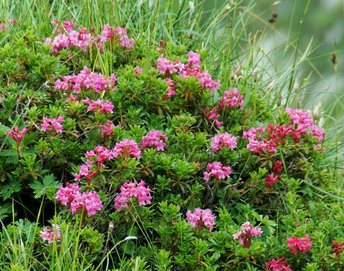 Blume-bewimperte-Alpenrose-Mutschen-CH-wg-2018-_264_-webbearb