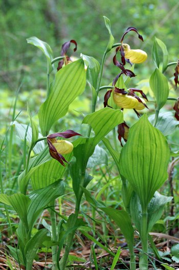 Blume_Frauenschuh_Lochau_wg_2020__23__bearb