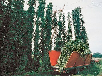 23. Hopfenernte bei Tettnang  image-2246