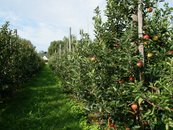 05. Obstanbau image-68368