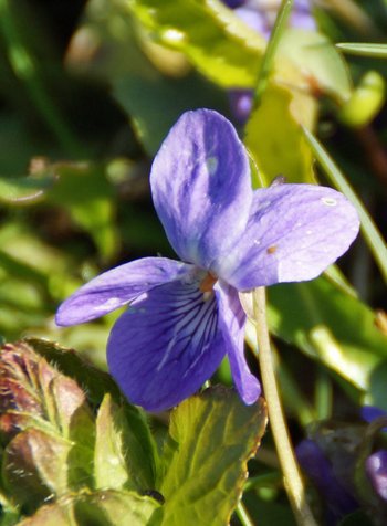 12-Blumen-Fruehlingsveilchen-Fruehblueher-Wolfurt-wg-2026-_8_-webbearb