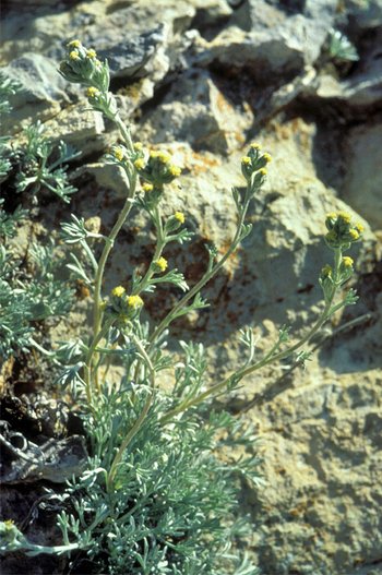 UHVf18_66-Kopie-Edelraute-webbearb