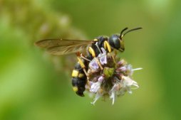 Knotenwespe Knotenwespe