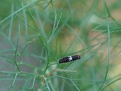 Raupe (sehr klein) image-63367