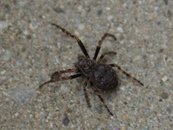 Spaltenkreuzspinne image-56836