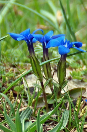 Blume-Enzian-II-Au-wg-2018-webbearb