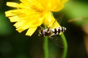 Dolden-Frühlingsschwebfliege image-56631