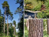 32. Kiefer image-67953