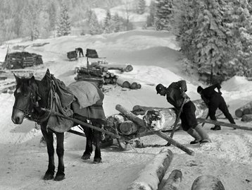 14a. Historische Holzbringung: Schlitten (Foto: Franz Beer - Stadtarchiv Dornbirn) image-54248