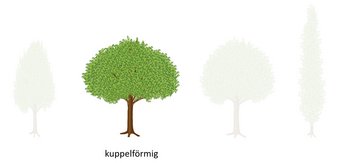 10b_Kronenformen_03-webbearb