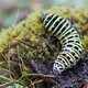 Raupe des Schwalbenschwanz image-89699