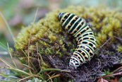 Raupe des Schwalbenschwanz image-63451