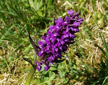 Pflanze-Blume-Breitblaettriges-Knabenkraut-Au-wg-2017-_41_-webbearb